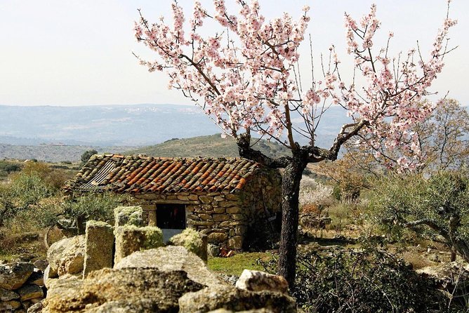 Amendoeiras em Flor - Spring almond walks in the Vale do Côa: what you’re really signing up for