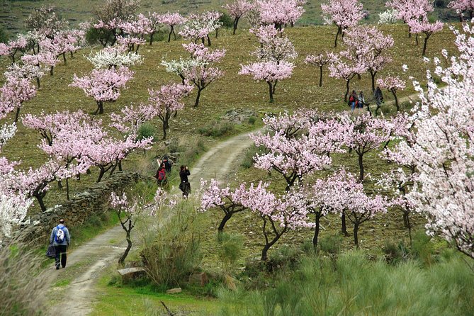 Amendoeiras em Flor - Stop 1 in Vila Nova de Foz Coa: almonds, lunch in Alto Douro, and Douro wine tasting