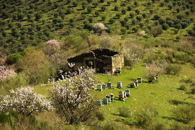 Amendoeiras em Flor - Parque Arqueológico do Vale do Côa and Museu do Côa: learning with a time limit