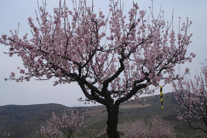 Amendoeiras em Flor - Price and logistics: $265.98 per person, and what you should weigh