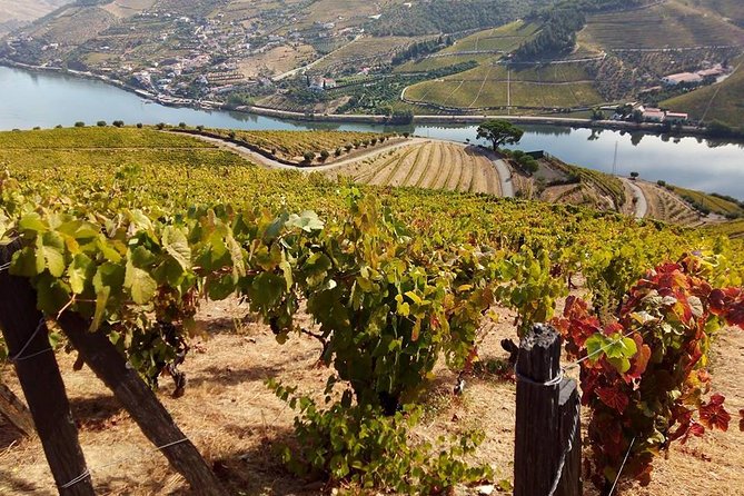 Authentic Douro Valley - small-Group Tour (Max 7) - Peso da Régua Port finishing and the return to Porto