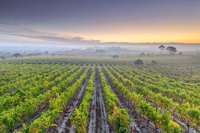 Bairrada Private Tour (Luso & Curia Villages) with Wine Tasting - Getting out of Porto: comfort first, then wine-country reality
