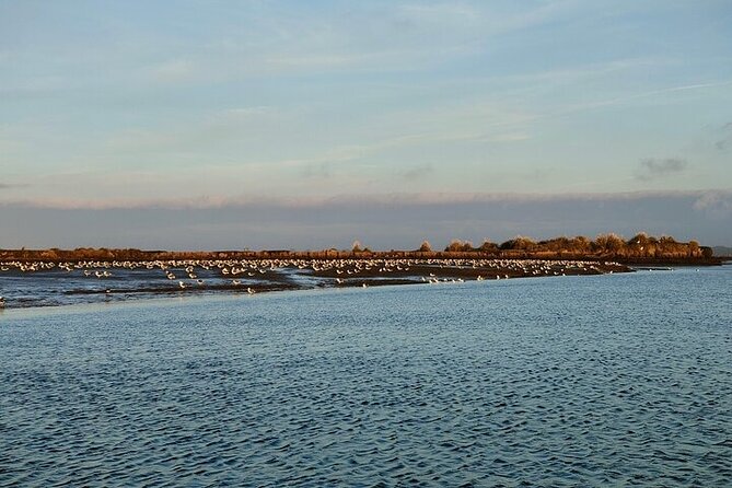 Boat tour of the highlights of the Ria - Ria de Aveiro by Boat: Ports, Salt Flats, and Wildlife in One Ride