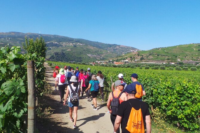 Douro: luxury walking tour with lunch at Quinta da Pacheca - Logistics that matter on a Douro day