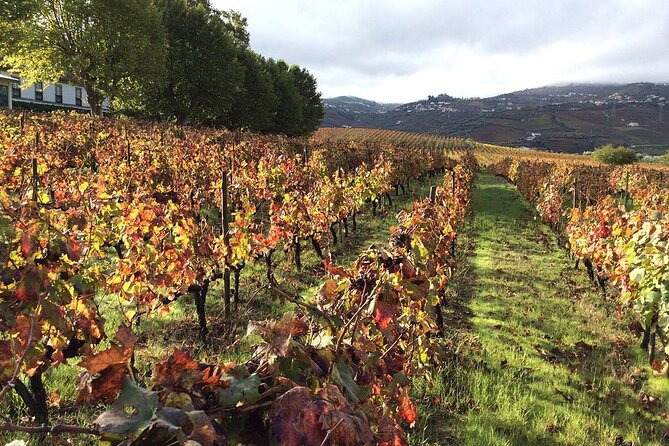 Douro: luxury walking tour with lunch at Quinta da Pacheca - Quinta da Pacheca: a guided estate you can actually understand