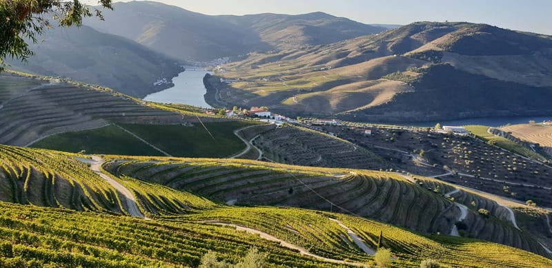 Douro Private Tour – Customizable Experience - Picking Up in Porto and Driving the N222 to Miguel Torga