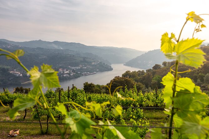 Douro Private Tour with Transport - Key highlights to look for