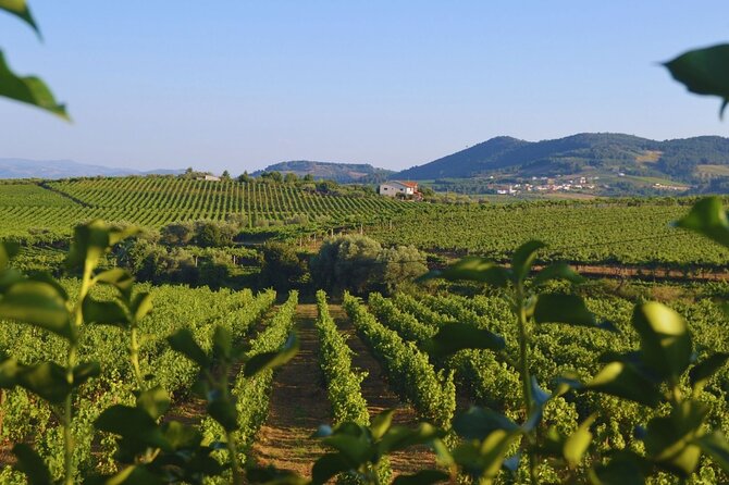 Douro Three Winery Small Group Tour with Lunch and Tastings - Why this Douro day works from Porto