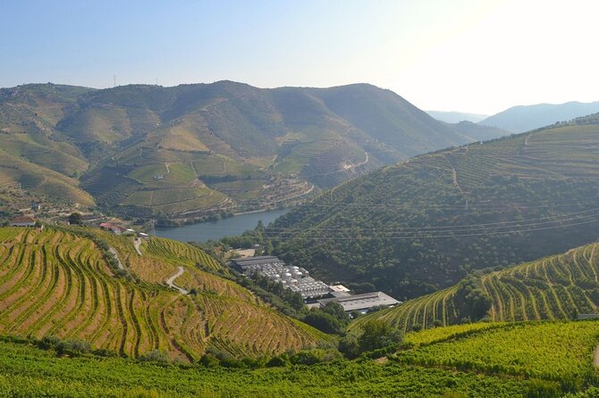 Douro Three Winery Small Group Tour with Lunch and Tastings - Vineyard lunch with estate Douro wines