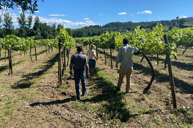 Douro Valley: A Half-Day, 1 winery, tatings & 1-h Boat tour - Half-Day Douro From Porto: What You Really Get