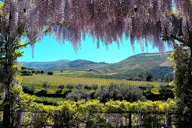 Douro Valley Guided Tour of 3 Vineyards with Lunch - Morning start in Porto: what your 8:30 day really feels like
