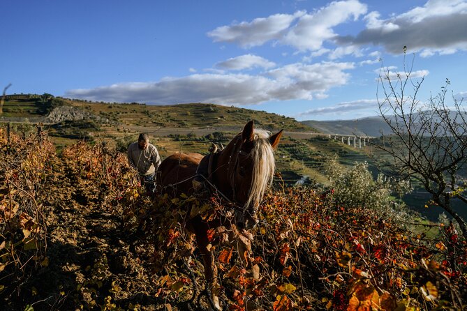 DOURO VALLEY: Lunch in a winery, tastings & 1-h private boat tour - The boat ride, the pace, and what to pack for a smooth day