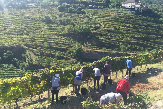 Douro valley Majestic - Sabrosa: First Real Contact and a Viewpoint Break