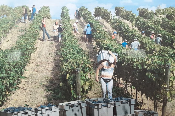 Douro Valley Premium with wine tasting lunch and boat - Small-group comfort: safety distance and a tidy feel
