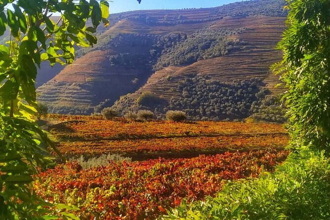 Douro Valley Prime Tour: Wine Tastings, Boat & Lunch from Porto - Setting Out From Porto at 8:15: The Day Starts Early for a Reason