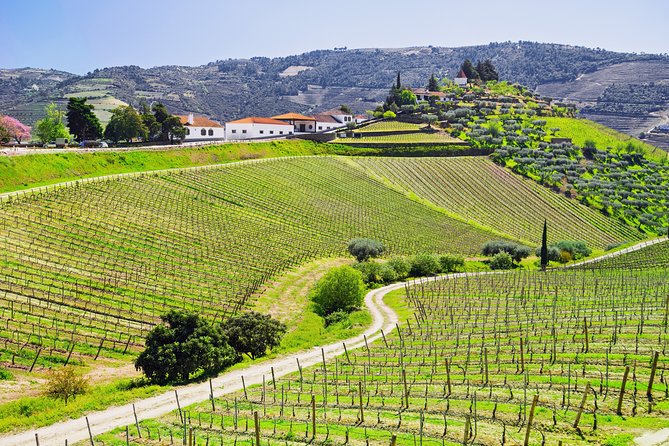 Douro Valley private day tour from Porto - Why This Private Douro Day from Porto Makes Sense