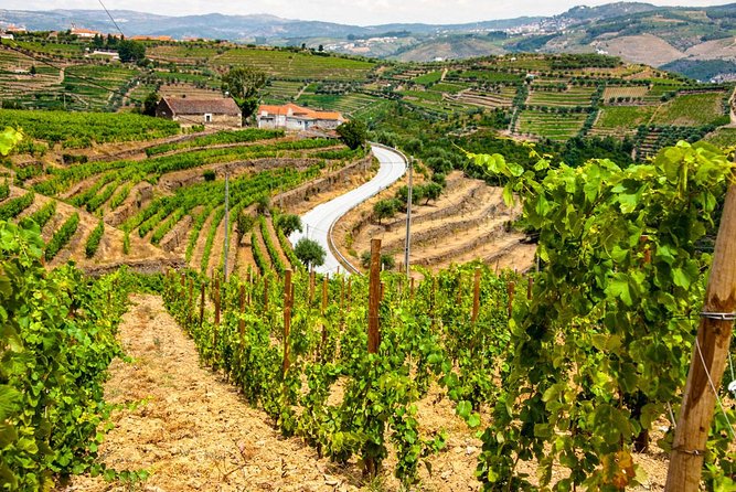 Douro Valley Private Day Trip including Boat Ride & Wine Tasting - Douro Valley time and lunch: where the day can feel either magical or messy