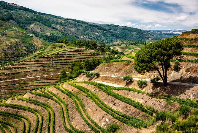 Douro Valley Private Day Trip including Boat Ride & Wine Tasting - Price and value vs. the big group tour math