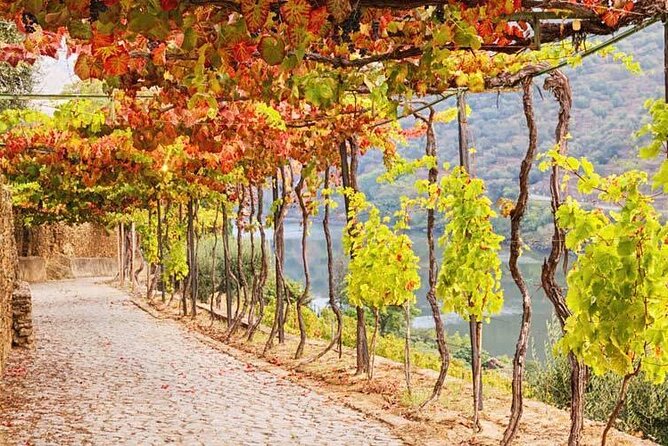Douro Valley — Private UNESCO Wine & Cultural Experience - Price and value: what $583.99 per person buys you