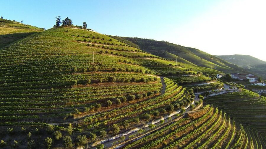 Douro Valley: Quinta de S. Luiz Winery Tour and Tasting - Price and value: is $25 fair for a one-hour tasting?