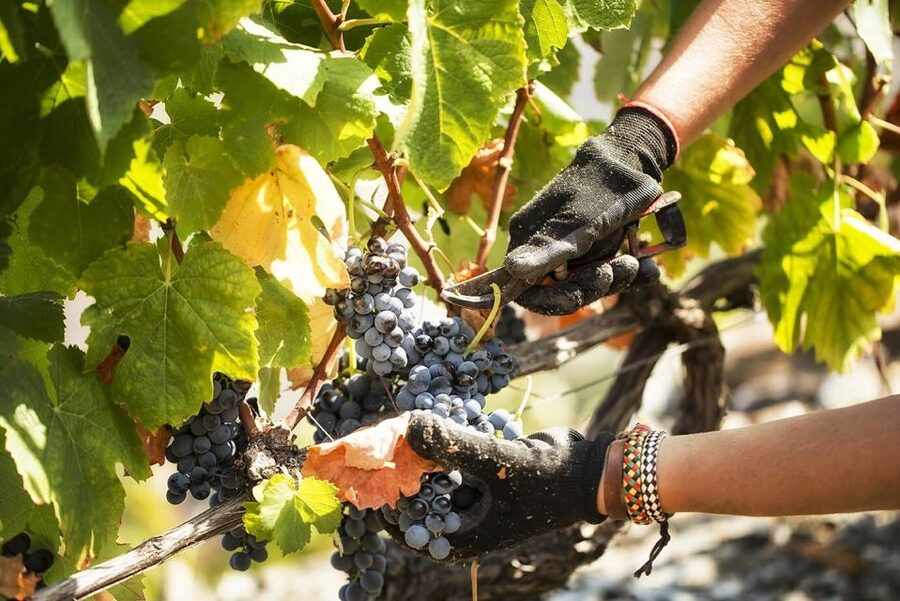 Douro Valley: Quinta de S. Luiz Winery Tour and Tasting - Rumilã vineyard walk: how the tour turns wine into a story
