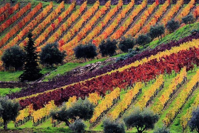 Douro Valley - Relaxed Departure from Porto - Santa Marta de Penaguião port tasting: sweet, sharp, and cultural