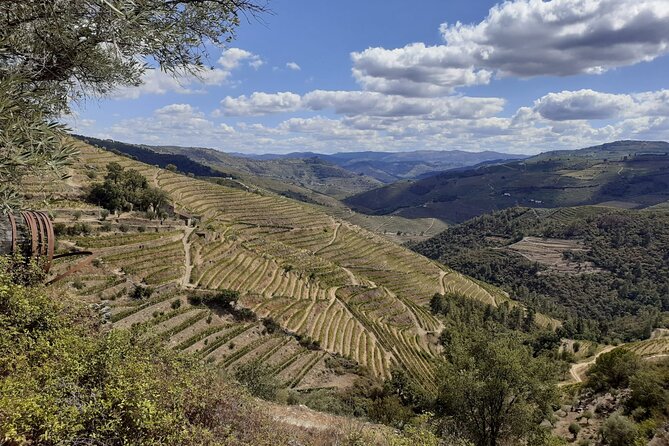 Douro Valley Small-Group Tour: 2 Wineries, Lunch, Optional Cruise - How Much Wine and Port Should You Plan For