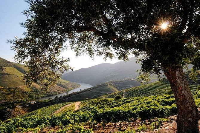 Douro Valley Small-Group Tour: 2 Wineries, Lunch, Optional Cruise - Guides Make the Difference (And You Might Get a Star)