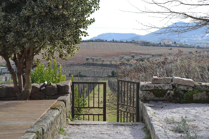 Douro Valley Tour: 2 Vineyard Visits, River Cruise, Winery Lunch - Up to Sabrosa: After the Cruise, It’s Climb Time