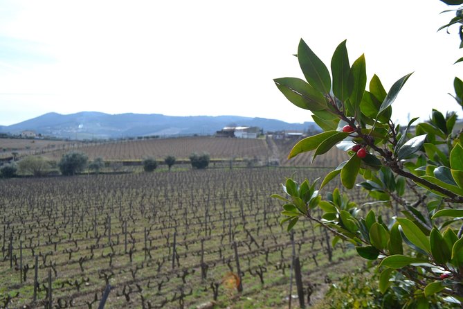 Douro Valley Tour: 2 Vineyard Visits, River Cruise, Winery Lunch - Sabrosa Winery Lunch: Four Courses, Paired Wine, and Ports