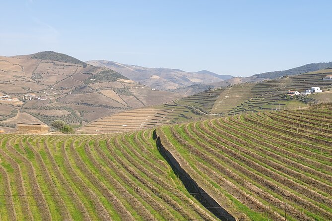 Douro Valley Tour Wine and breathtaking views - Quinta da Pacheca or Casa de Mateus: choose your finale
