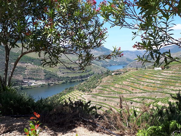 Douro Valley Tour (wine & Food) - Stop 3: D’Origem olive oil press museum and tastings