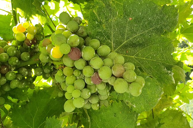 Douro Valley Tour with Train and Vinho Verde - Price and logistics: what you get for about $158.46