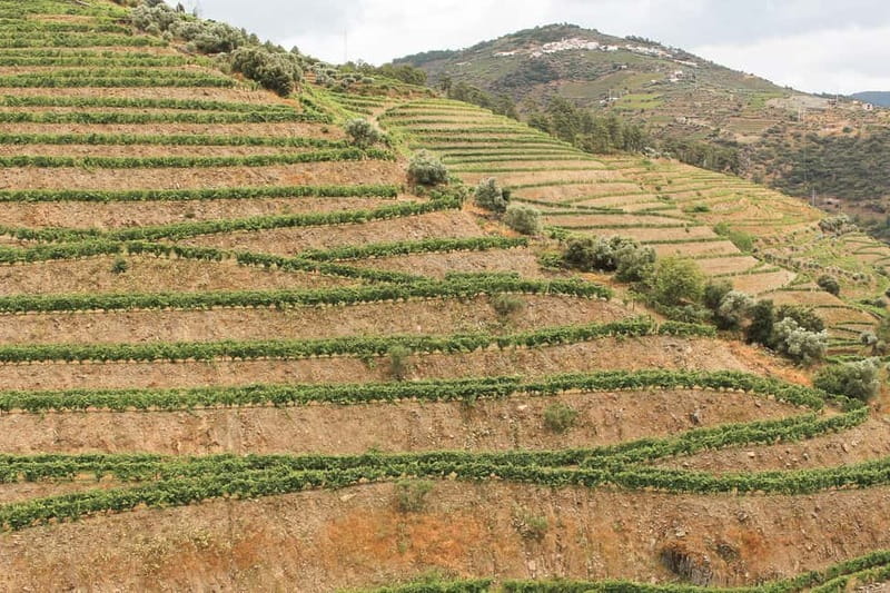 Douro Valley: Tour with Wine Tastings, Lunch, and Boat Ride - Price and value: what $169 buys you (and who it’s for)
