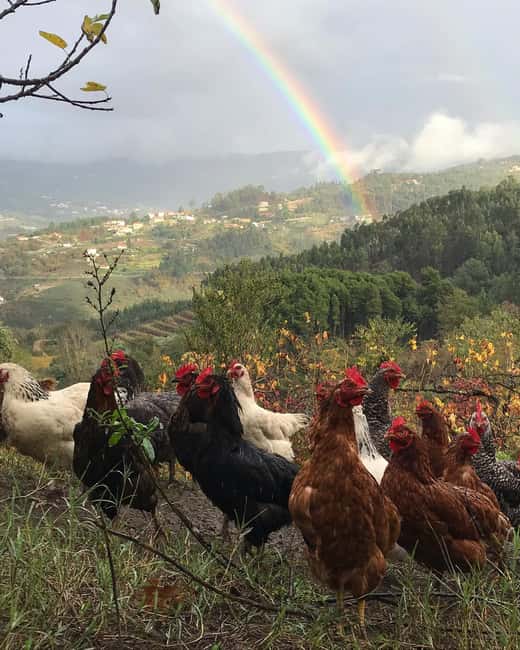 Douro Valley: Traditional Cooking Class, Farm Tour and Lunch - What to bring and how to get the most out of it
