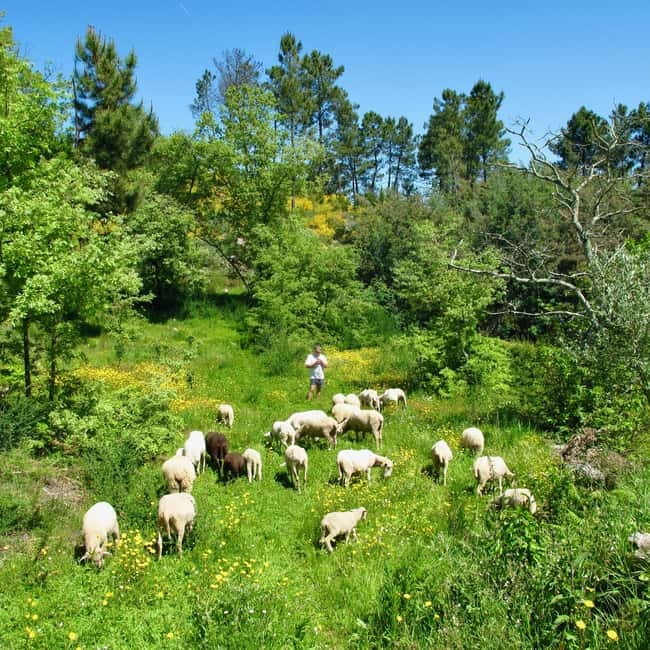 Douro Valley: Traditional Cooking Class, Farm Tour and Lunch - Farm tour and harvesting: animals, orchards, and ingredients you gather yourself