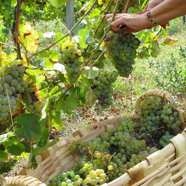 Douro Valley: Traditional Cooking Class, Farm Tour and Lunch - The cooking class: a traditional three-course Portuguese meal you actually make