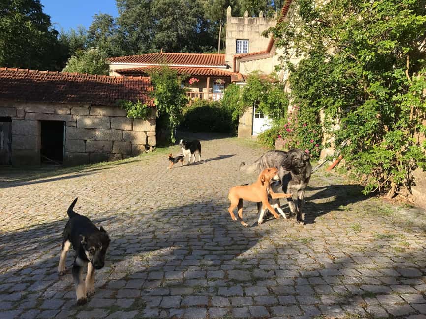 Douro Valley: Traditional Cooking Class, Farm Tour and Lunch - The shared meal: tasting your work with family-style conversation
