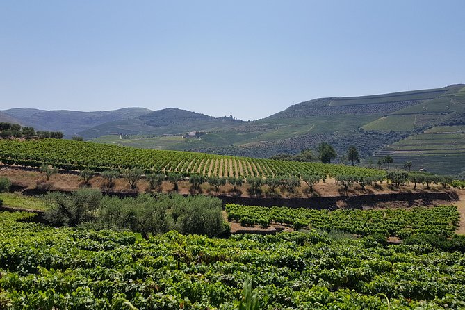 Douro Valley Wine Tour: 3 Vineyard Visits, Wine Tastings, Lunch - National Road 222 drive: the scenic part you can’t rush