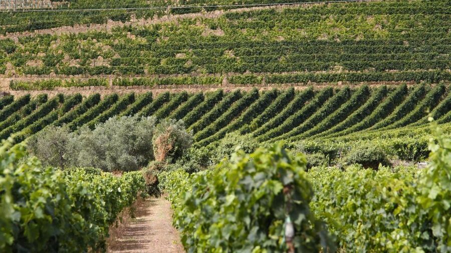 From Porto: 2 Wine Regions, Farm Lunch, and Boat Ride - Price and value: why $112 can make sense here