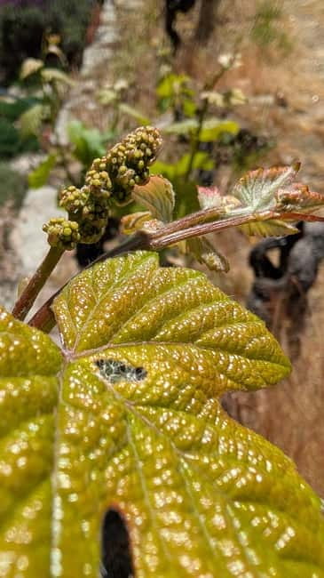 From Porto: 2 Wine Regions, Farm-to-Table Lunch & Boat - Price and what $94 really buys on this Porto wine day
