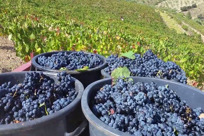 From Porto: Douro Valley Tour with 2 Wineries, Lunch and Cruise - Price and value: is $138.78 a fair deal from Porto?