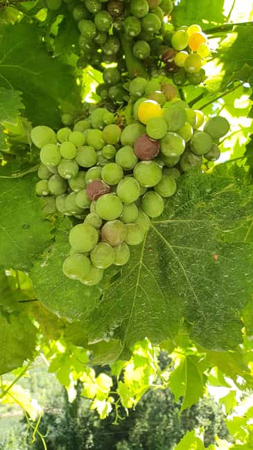 From Porto: Douro Valley Wine Tasting Tour With Hotel Pickup - Morning in Porto: pickup logistics that actually save you time