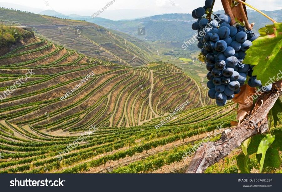 From Porto: Full-Day Douro Historical Tour - Who this tour suits (and who should choose differently)