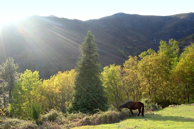 From Porto: Peneda-Gerês National Park Full Day Tour - Miradouro da Pedra Bela: a short viewpoint stop that lands well