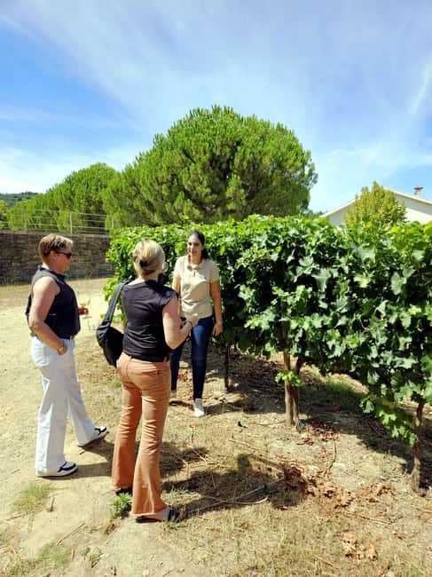 From Porto: Premium Douro Valley 4 Vineyards Tour with Lunch - Morning Pickup From Porto: Setting the Pace for a 10-Hour Wine Day