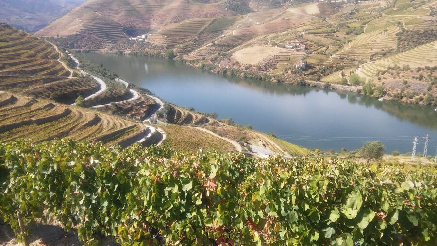 From Porto: Private Douro Valley Tour with Cruise and Wine - Two wineries, two moods: tastings that teach you what’s different