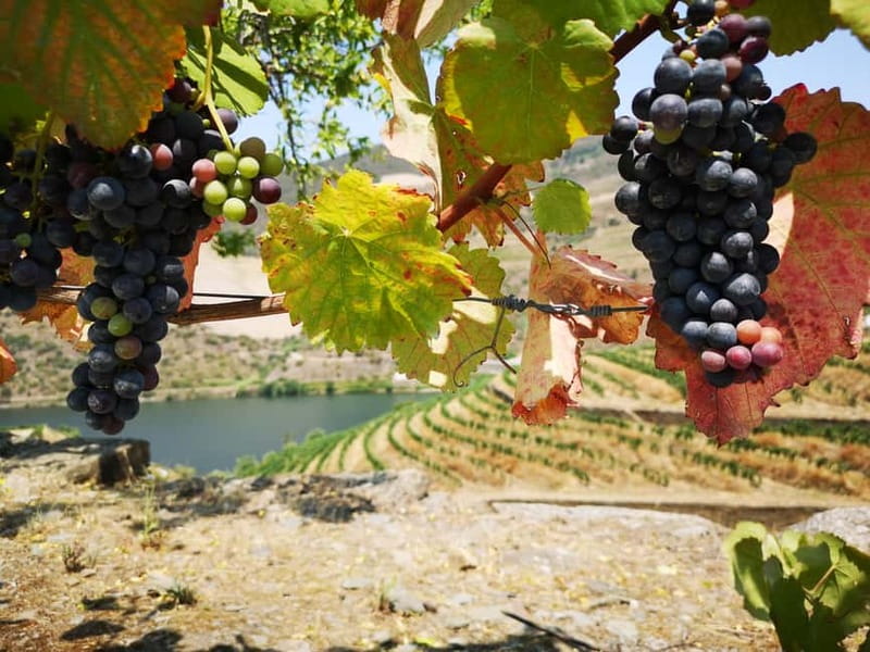 From Porto: Tastings at 2 Wineries, Chef's Lunch & Boat Tour - Two Family Wineries: Why Small Producers Make the Tastings Better
