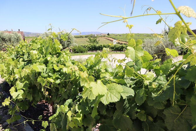 Genuine Douro Valley Tour: Visit 2 Wineries, Lunch & River Cruise - Winery stop 2: Quinta do Cume and the second tasting contrast