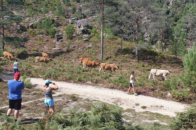 Gerês Nature,Waterfalls,Tasty Lunch!Small Group,Offer Wine bottle - How active is this tour, really?